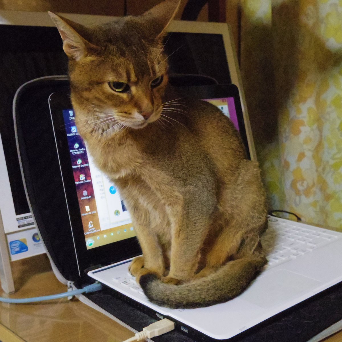 matatakuyah's tweet photo. おはようございますルー。
ルーちゃんあのねそこはね(^._.^)ﾌﾞﾗｲﾝﾄﾞﾀｯﾁﾆｬ

#ねこ #ネコ #猫 #cat #cats #アビシニアン #abyssinian #ルーちゃん #正座 #ブラインドタッチ #blindtouch https://t.co/tK295l6QPB