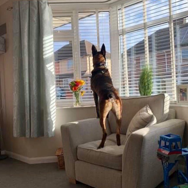 Official_DATR's tweet photo. Ex-MWD Balou;

We needed to find Balou a special home, with an ex-working dog family. After careful selection &amp; a progressive 3 day handover, Balou settled into life at his new home, where he enjoys lots of exercise &amp; stimulating play.

#DATR #Rehoming #K9
#RAVC #RAFP #Malinois https://t.co/7l6kIvmrAP