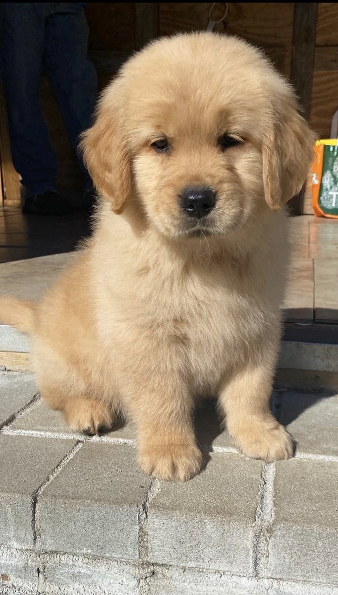 ProvidenceRow's tweet photo. #sayHello to #Moose -our newest furry resident #ThisIsNWRLiving #ProvidenceRow #pet #dog #pets #puppy #cats #petstagram #animals #dogoftheday #doglovers #petlovers #doglife https://t.co/YRgnHuMapS