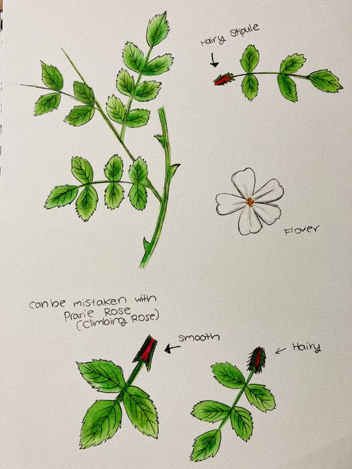 植物のイラストのtwitterイラスト検索結果 植物のイラストのtwitterイラスト検索結果