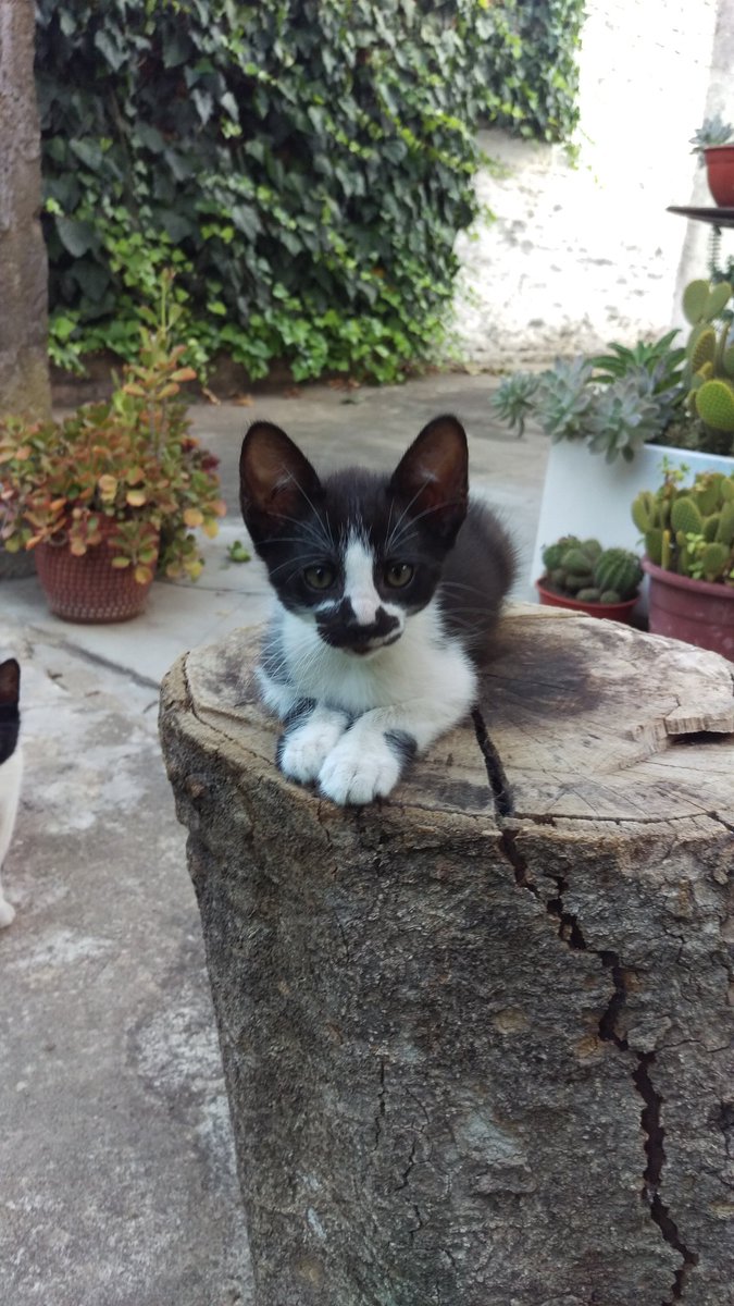 Devokh's tweet photo. Regalo gatitos.
Tienen dos meses. 
Zona Don Torcuato. https://t.co/Md8Oy8OZOd