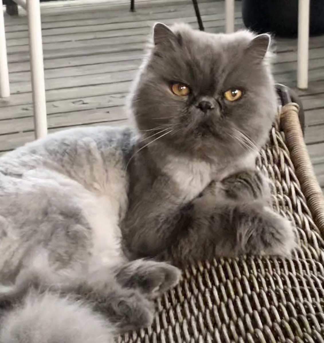 kckimchi's tweet photo. Vet just called to tell me they’ll be pulling all of this guy’s remaining teeth 🦷 🙀😿💰Who makes cat dentures? Hope my ‘lil guy will be ok #nofangs https://t.co/yBgjD2JC5a