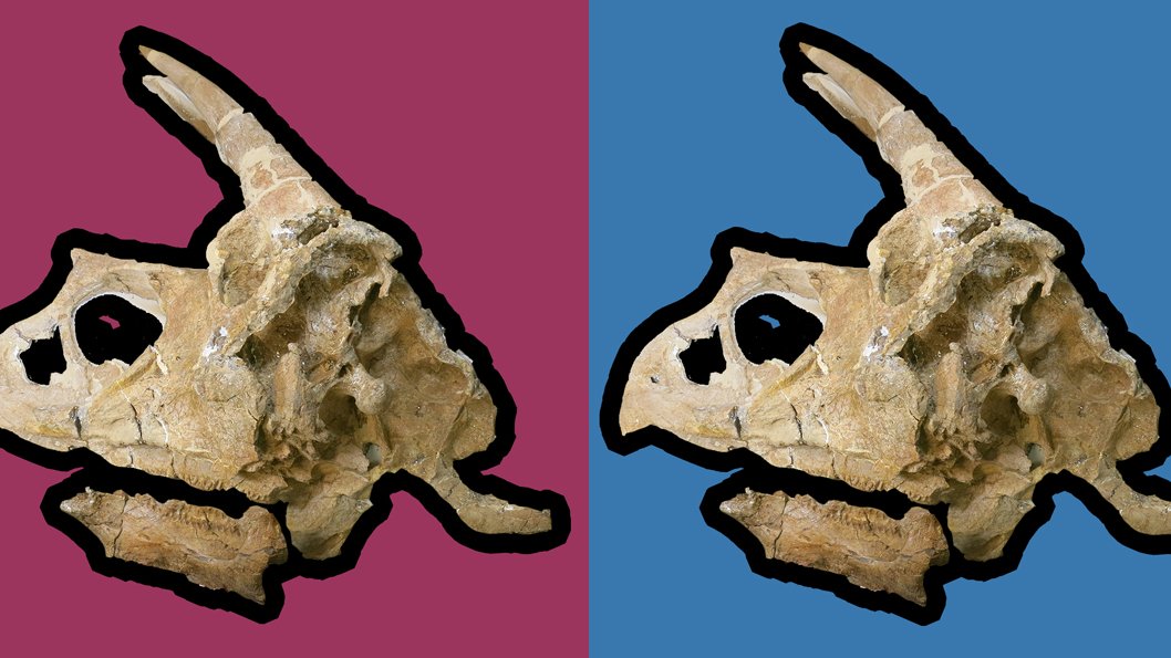 PopsTriceratops's tweet photo. A little Pops Art this Tuesday afternoon!
#popsthetriceratops #fossil #fossils #dinosaur #dinosaurs #triceratops #funwithdinosaurs https://t.co/xCxT5eqHuI