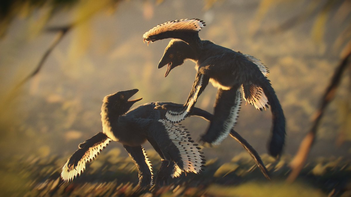 JoannaKobierska's tweet photo. Anchiornis huxleyi, a small jurassic theropod. It's the first dinosaur with known coloration. 
With measured confidence we can say it was mostly grey, with light specked wings and brown/yellow crest and possible cheek spots. https://t.co/d2u8nk62CB