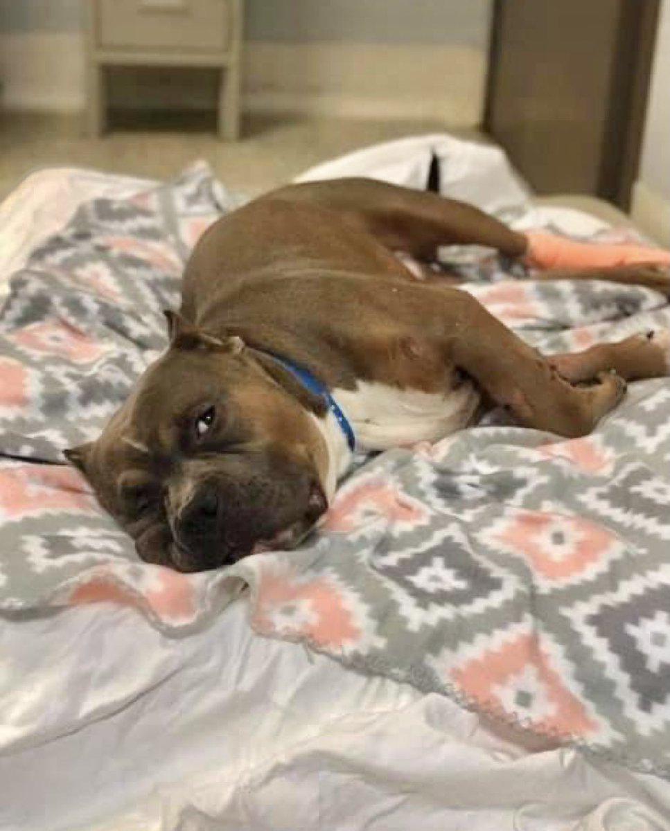 SLIM IS SAFE❤️🎉❤️ Thanks to PitCrew IL Rescue - see freedom pic❤️ Pledges/donations to: PayPal: pitcrewilrescue@gmail.com Mail: 105 Garlisch Drive Elk Grove Village IL 60007 Pls ref: Slim #MASA3611 Thank you to everyone who helped him❤️ #Memphis