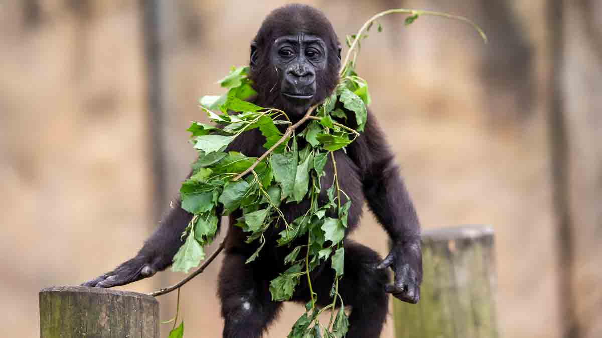 tarongazoo's tweet photo. Not all heroes wear capes..some wear leaves 😂
#forthewild 

📸 Rick Stevens https://t.co/5QtC5w2AAP