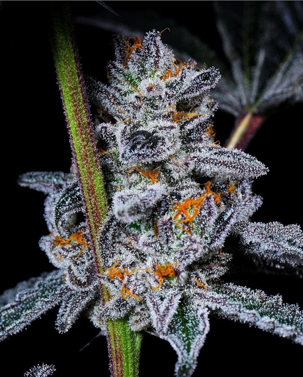 Apothecary_420's tweet image. @alienlabsshop
•
It's #KRYPTOCHRONIC Tuesday. @CompoundGenetic @wyeast_farms 🔥👽👽👽
•
#AlienLabs
#KnowledgeGeneticsQuality 
#Apothecary