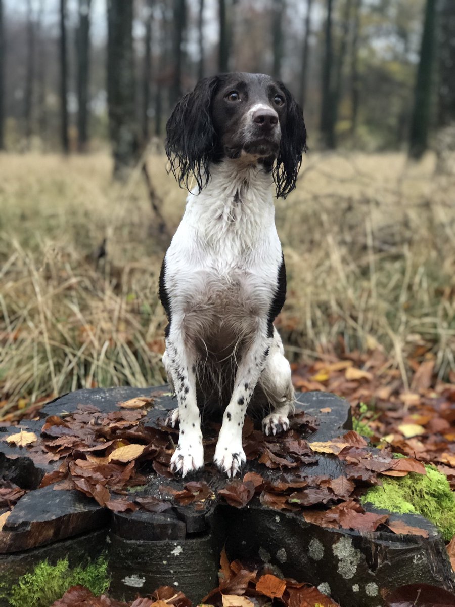 MediK9ltd's tweet photo. @MerPolDogs Figgy says ‘well done bro, all I’m good at sniffing out is birds and snacks!’ https://t.co/3UCDVVJ04X