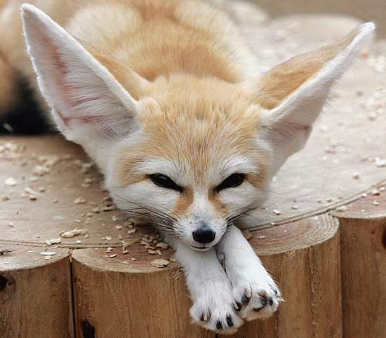 PowerTucker's tweet photo. I like foxes https://t.co/DyyKEqou5z