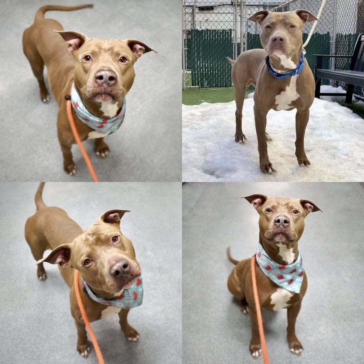 KeithOlbermann's tweet photo. STATELY SAGAT #112202 likes to take things slow and easy. Calm, easy going, friendly, with a love for snuggles, he’s on Friday’s @nycacc’s murder list.  Needs someone to love and pledges via @TomJumboGrumbo - and PLEASE RT SAGAT! 
https://t.co/jTarhQEDCI… https://t.co/15coQkS9o0