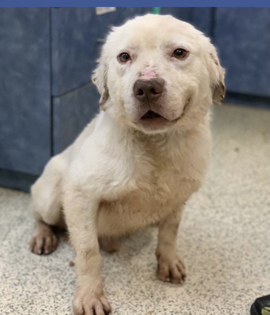 Susie Davis tweet media