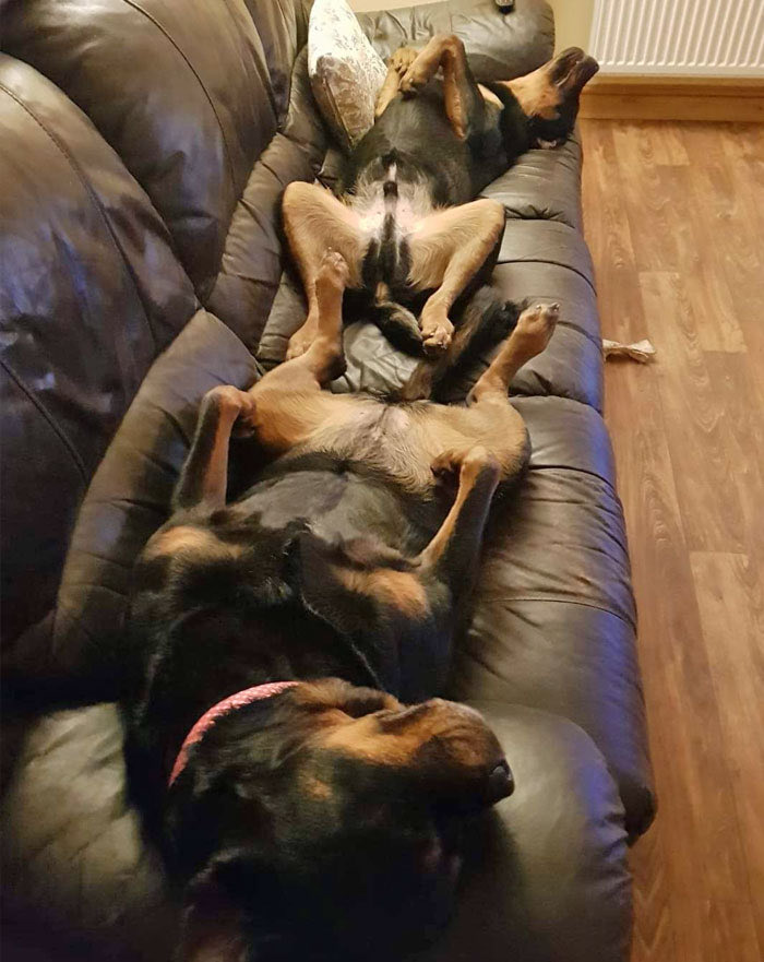 dogshouldnt's tweet photo. https://t.co/n8iiY7faqX