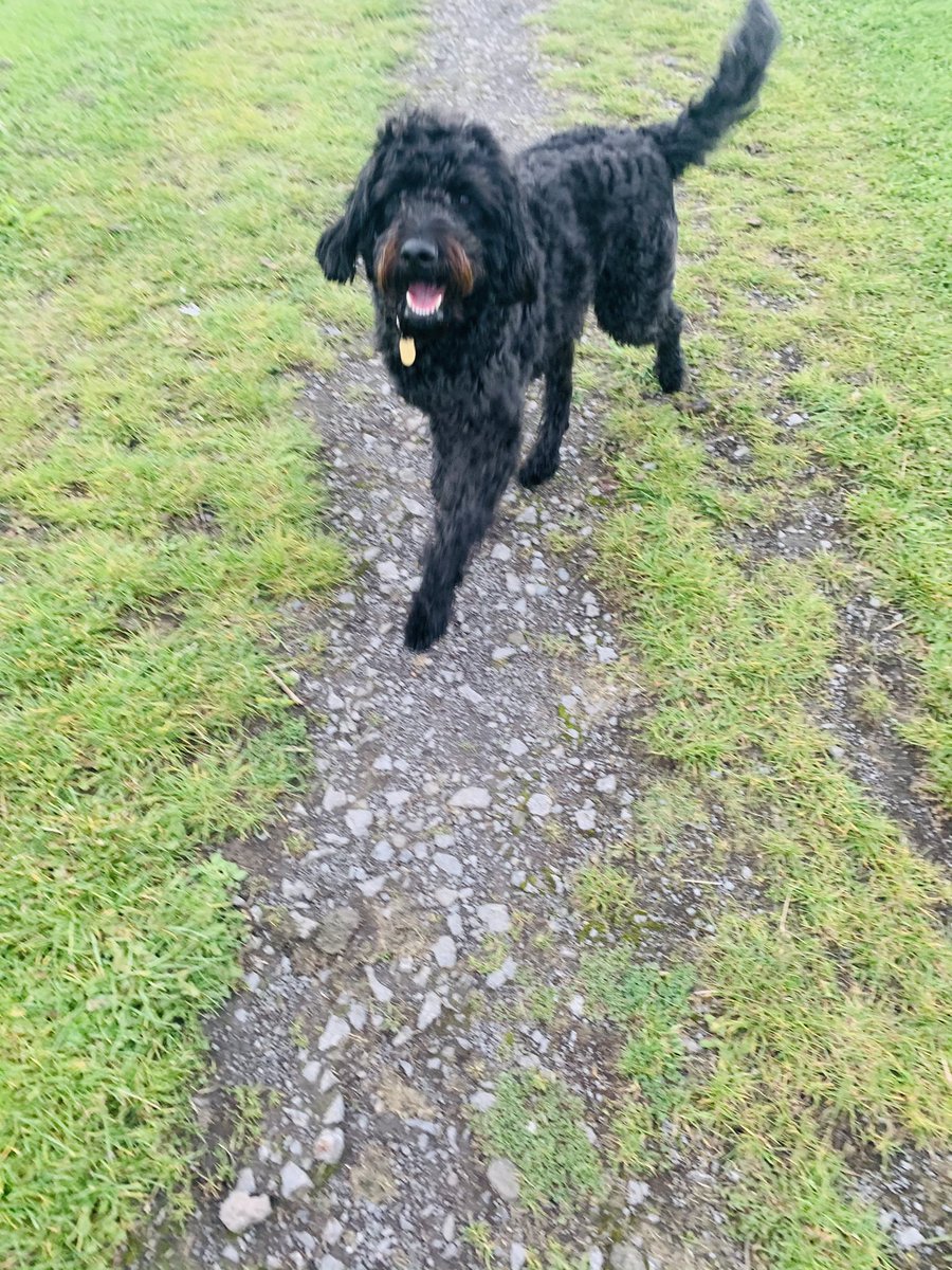 MiloTheGuide's tweet image. My time with my mam so far has been fun and strange - she says we has to stay home as much as we can but we still go out and about and I get to have plenty of adventures with her ☺️