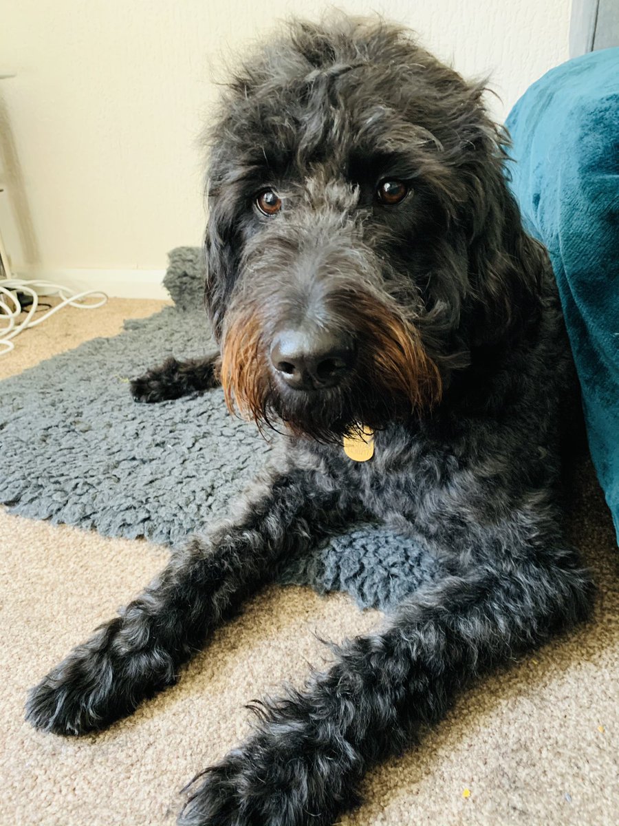 MiloTheGuide's tweet image. My time with my mam so far has been fun and strange - she says we has to stay home as much as we can but we still go out and about and I get to have plenty of adventures with her ☺️