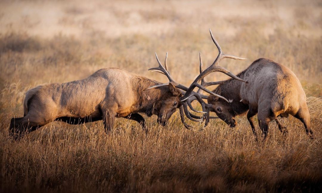 Locked in! 💥🦌

📸: @creekbedphotography

#sacompany #sateam #sanation #adventure #outdoors #travel #fall #photography #photooftheday #nature #hunting #camo #deer #elk #colorado #velvetelk #mountains #gohunt