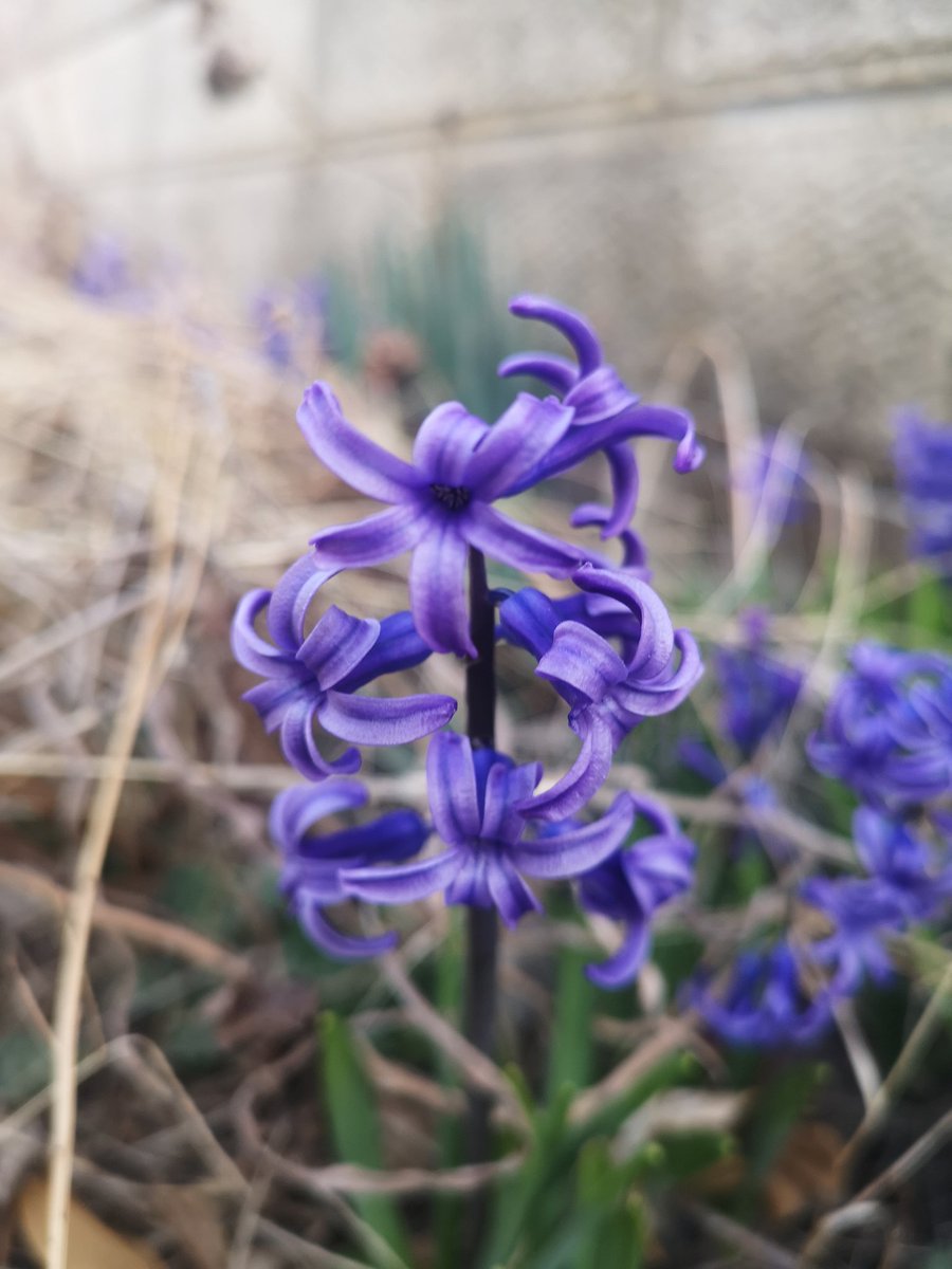 Iroha S Grandpa 紫の花はヒアシンス 風信子 白い花はハナニラ 花韮 です 両方とも外来種ですが路地に咲いていました ヒヤシンス 風信子 ハナニラ 花韮