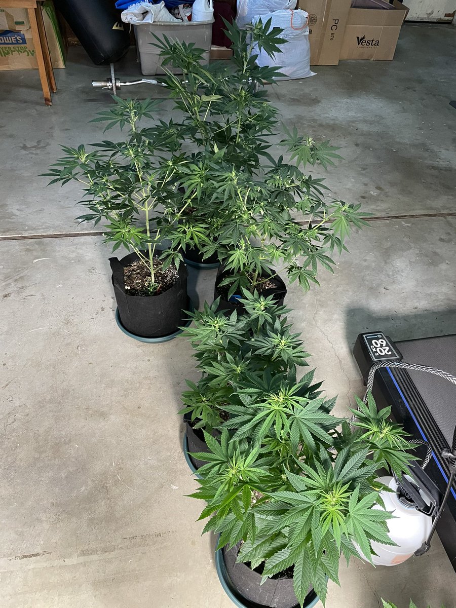 J Javier tweet media