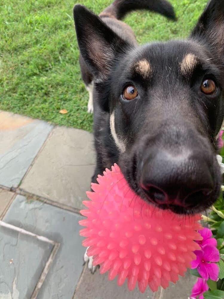 🐾Woof! Thanks to the pawsome <a href="/WaPoSean/">Sean Sullivan</a> who just repawrted that “Major nipped agent’s hand at WH. Injury was extremely minor. No skin puncture. No bleeding. Agent continued duties”, we can now woof it from the rooftops: Major is a good boy, but a puppy still. #Innocent