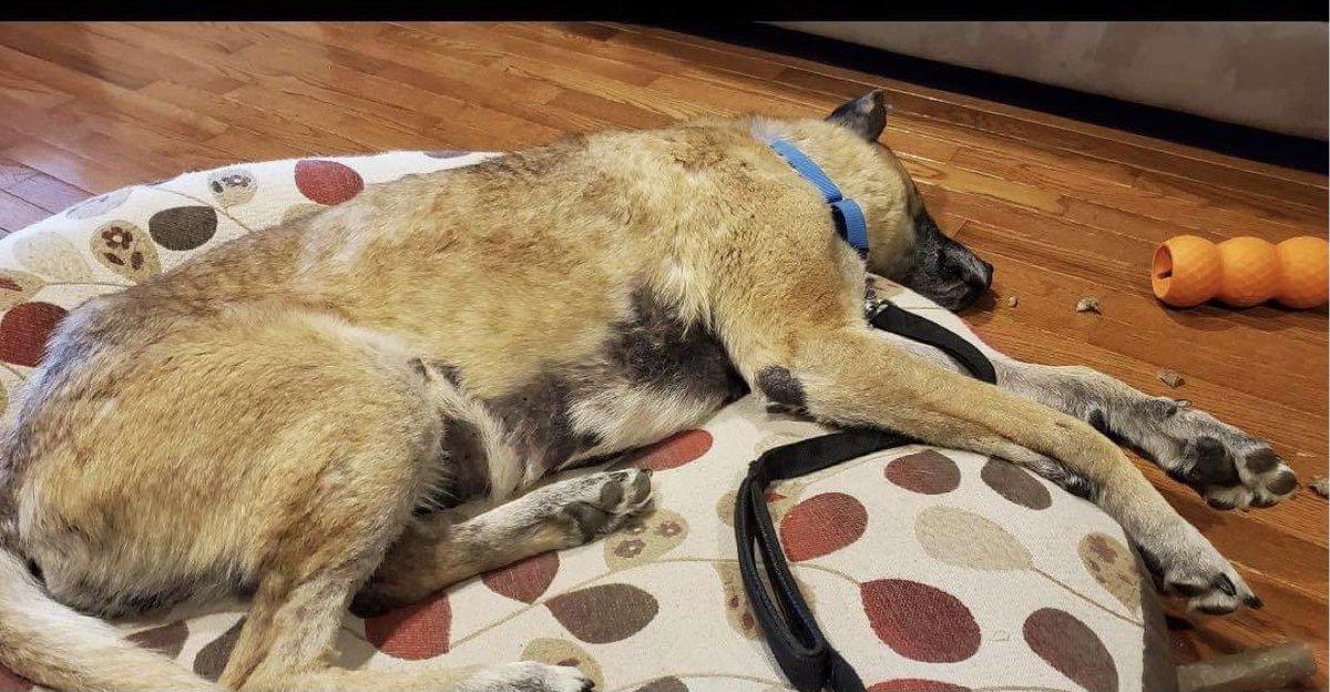 Susie Davis tweet media