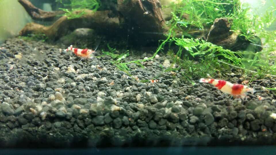 caoweida's tweet photo. the shrimp family😀 https://t.co/ramJNaKo9H