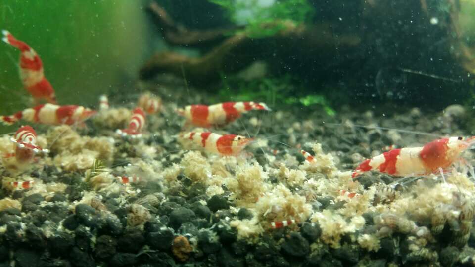 caoweida's tweet photo. the shrimp family😀 https://t.co/ramJNaKo9H