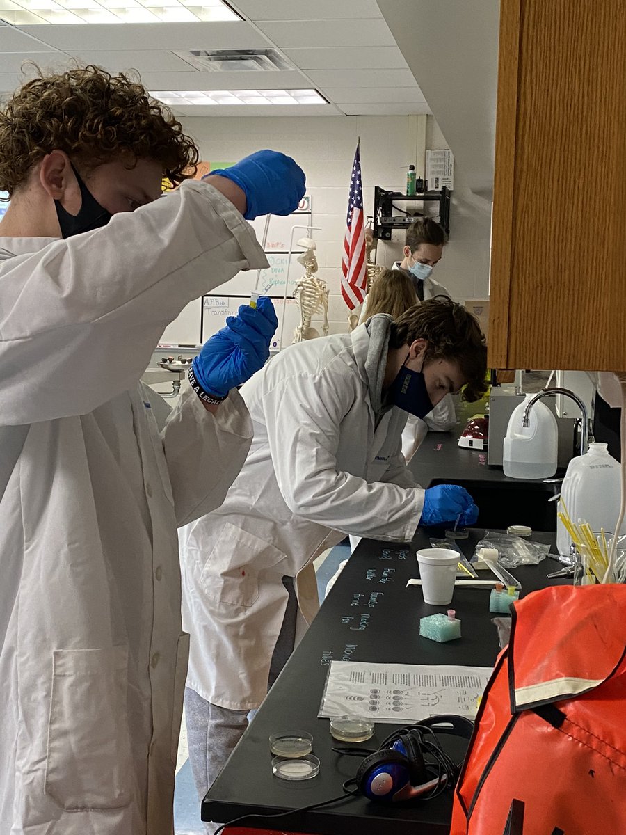 ARobScience's tweet image. 🥼 AP Bio Ss transformed bacteria with two genes- one for ampicillin resistance and another for green fluorescence. Stay tuned tomorrow to see if they glow green!#apbio #microbiology