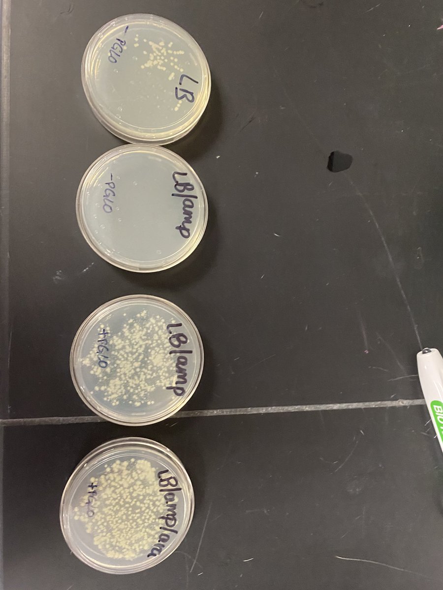 ARobScience's tweet image. 🥼 AP Bio Ss transformed bacteria with two genes- one for ampicillin resistance and another for green fluorescence. Stay tuned tomorrow to see if they glow green!#apbio #microbiology