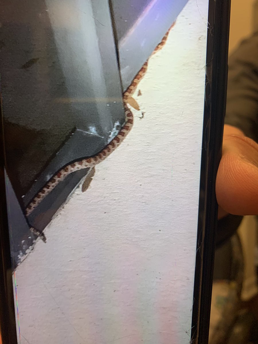 elisaamigo's tweet photo. Anyone know what kind of snake this is ??! 😬 https://t.co/xyPLRuMxlr