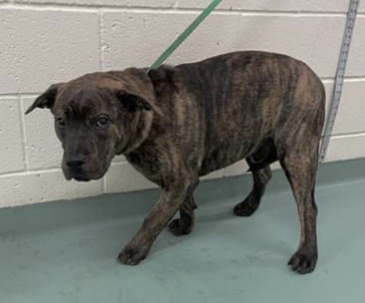 #TN #MEMPHIS 🆘🆘CODE RED Bud 7mo boy V.FEARFUL & STRESSED since arrival, avoids ppl but his tail wags whilst barking at folks. Found stray this pup needs patience & kindness 2learn to trust after a tough start in life-Pls #RESCUE #FOSTER #PLEDGE #MASA3642 facebook.com/18216482414803…