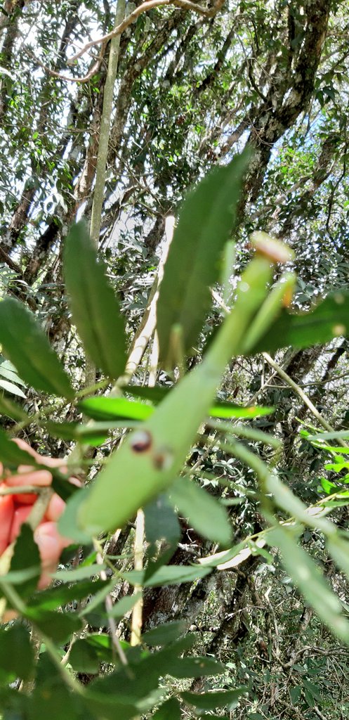 fotos_porai's tweet photo. Andando e fotografando poraí! #natureza #perfeita #louva-a-deus https://t.co/EvRDASne9l