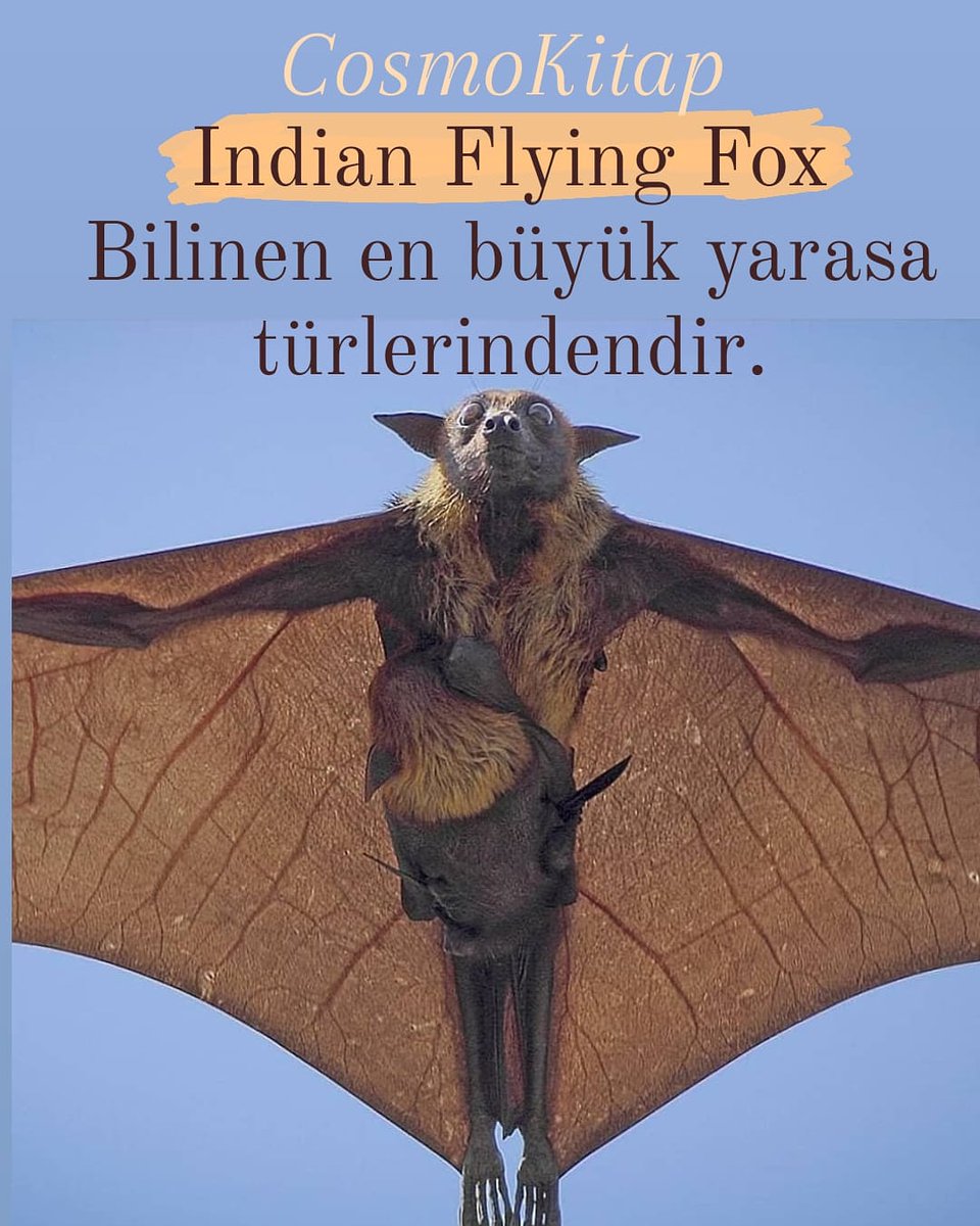 cosmokitap's tweet photo. Indian Flying Fox
Bilinen en büyük yarasa türlerindendir.
#cosmokitap #bizsiziz #bilimdünyası #scienceacademy #flyingfoxbat #bat #yarasa #indian #thegreaterbat #wildlife #nature https://t.co/HkWkmhUGod