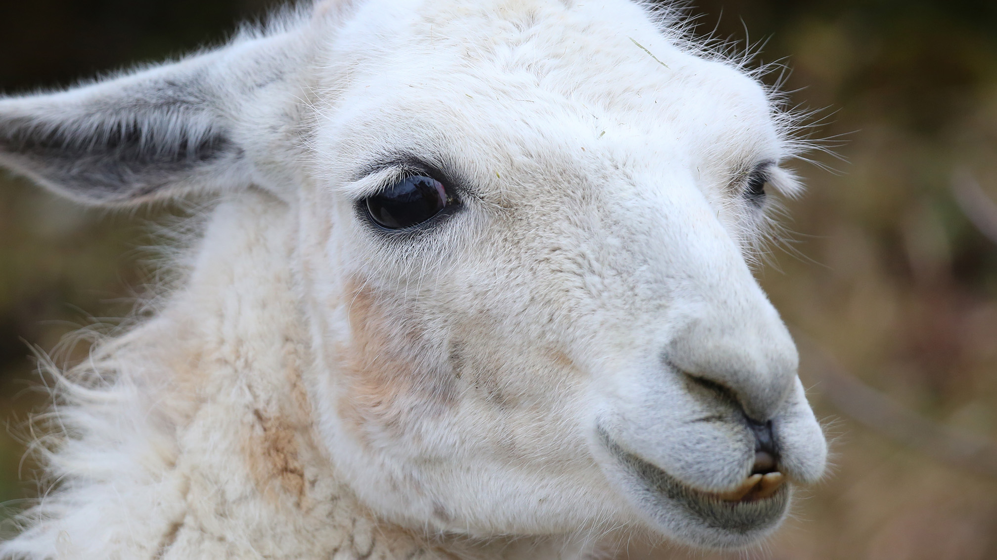 富士サファリパーク公式 ラマの目元に注目 長いまつげは 砂やほこりが目に入らないように伸びているんです ラクダ科 T Co Hhhsrqusvc T Co Omak0znuun Twitter