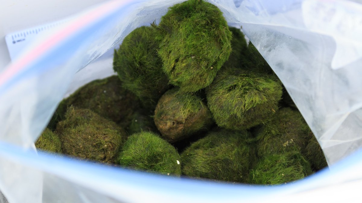 AB_Enviro's tweet photo. ALERT: Did you purchase a moss ball this year? You must destroy it following our guidelines. 🚫DO NOT flush, dump, or compost.🚫 Read more here: https://t.co/c3Fqo0rVoy https://t.co/DsM9kPsbqs