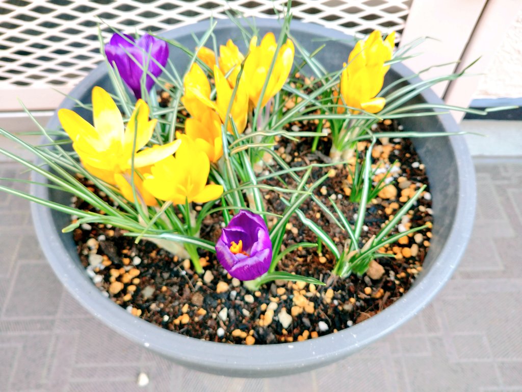 BuckedbytheStar's tweet image. Then there was purple. #SpringInTokyo