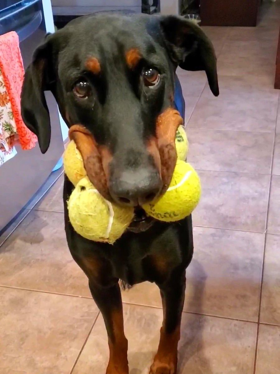 dog_rates's tweet photo. This is Obi. He found a way to appreciate all his tennis balls equally. Took years to perfect. Hopes you’re impressed. 14/10 https://t.co/KRPyW9vv9T