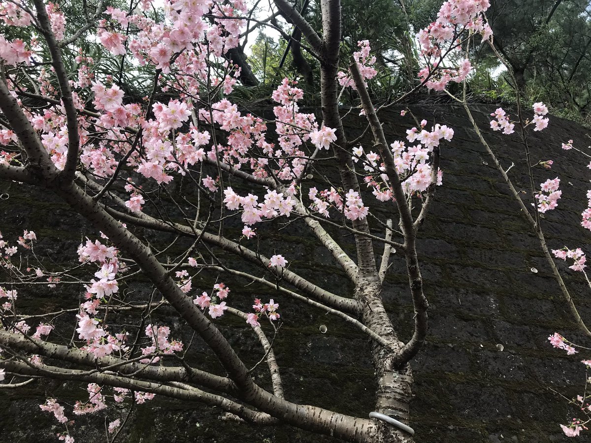 TaiwanToLive's tweet photo. Blossom of Cherry at Taipei. https://t.co/5YXRwQt6vJ