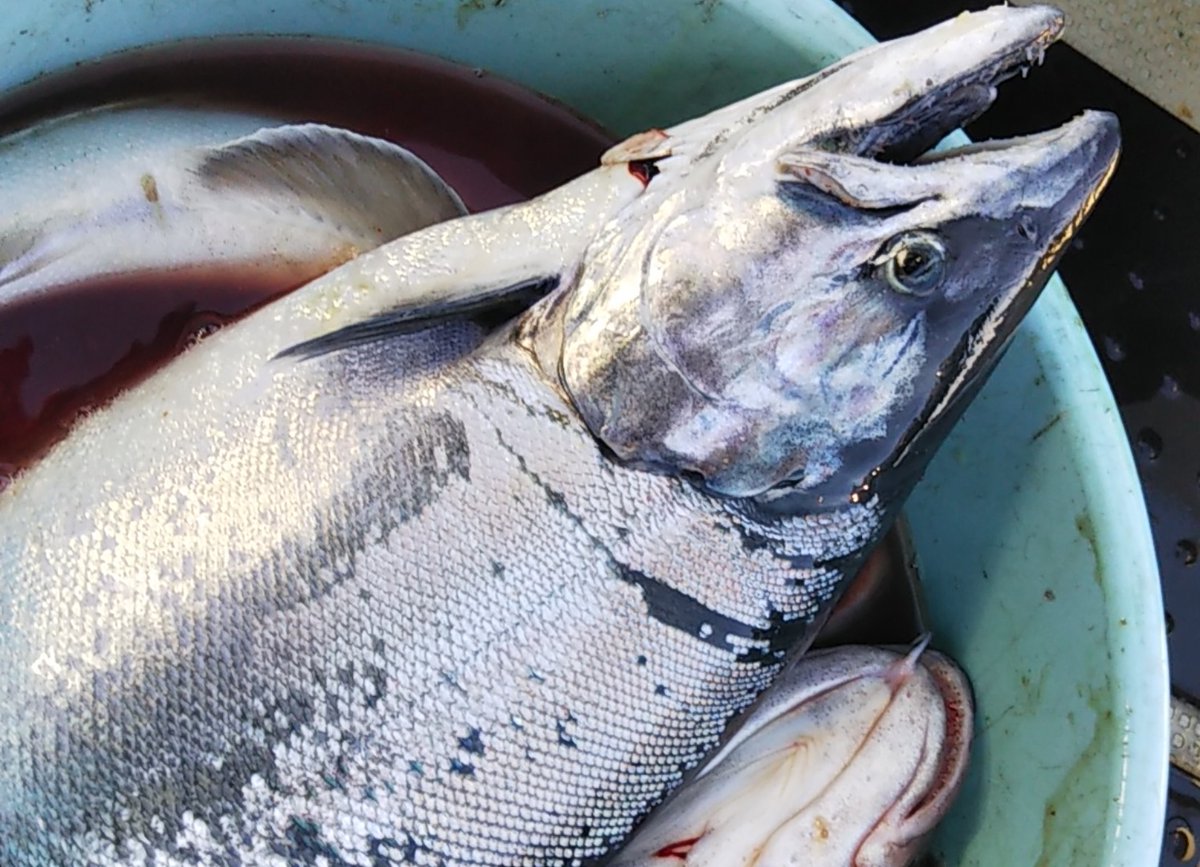 宮城の遊漁船オーシャンズラボ V Twitter ３月１２日チャレンジ求む 宮城県仙台湾を中心に活動しております遊漁船オーシャンズラボ船長の木村です ３月１２日 金曜日 サクラマス マダラジギングで出船します ご都合が良いかたは是非ともチャレンジお待ち