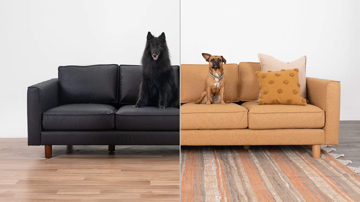 You don’t have to colour coordinate your dog with a sofa for a #pawtrait, but the results speak for themselves! 🐕