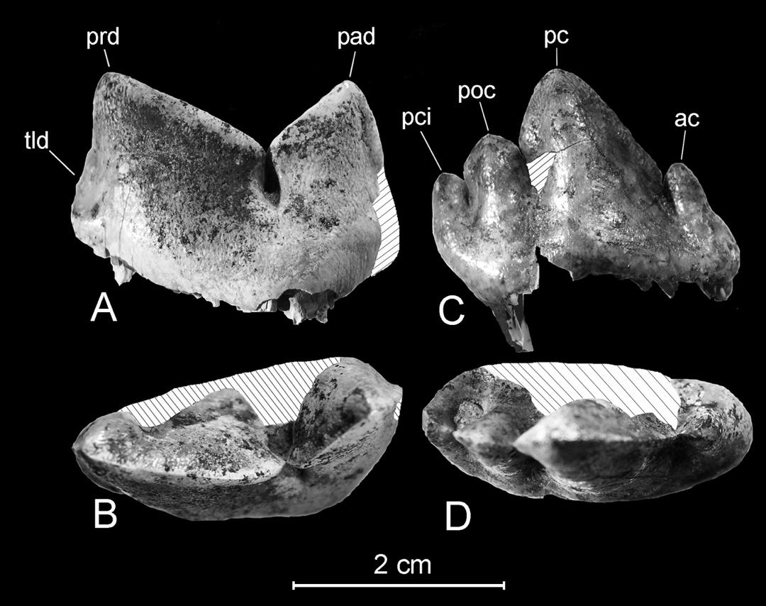 Mincyt_VE's tweet image. Hallan en Venezuela nuevas especies únicas para Suramérica y el mundo
 
Se trata de dos especies de lobos prehistóricos: uno de hace 20 mil años y el otro de hace 2.5 millones de años.

Estos fósiles fueron descubiertos en el Breal de Orocual, ubicado en la sabana de Monagas.