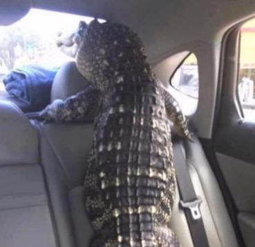 CauseWereGuys's tweet photo. 10 year old me looking at the MFer that honked at my mom. https://t.co/zYs7FeYaIj