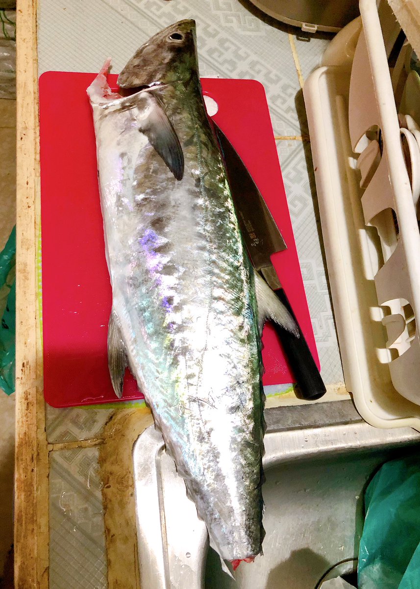 カマスサワラ カマスサワラ