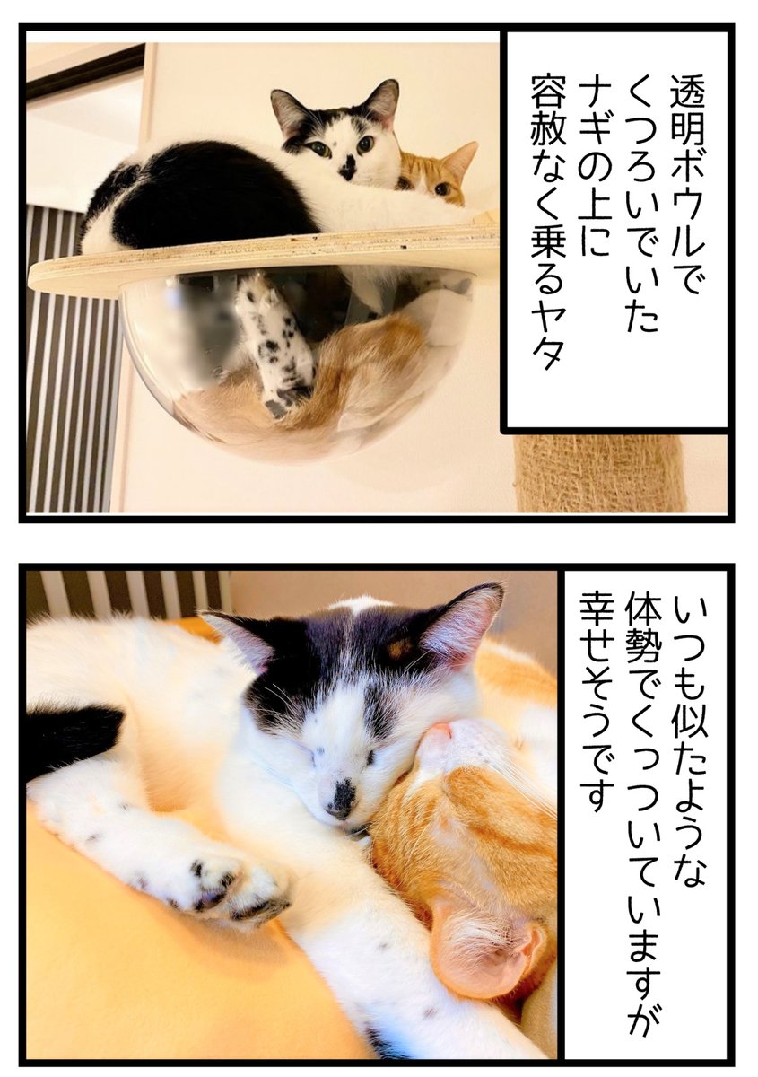 人は猫に踏まれると痛いけど猫同士はどうなのって話

#漫画が読めるハッシュタグ #保護猫さんと暮らす 