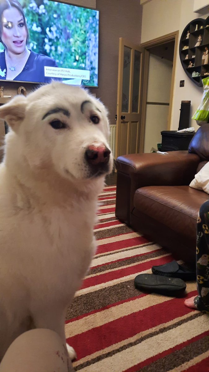 <a href="/piersmorgan/">Piers Morgan</a> even my dog was not convinced.