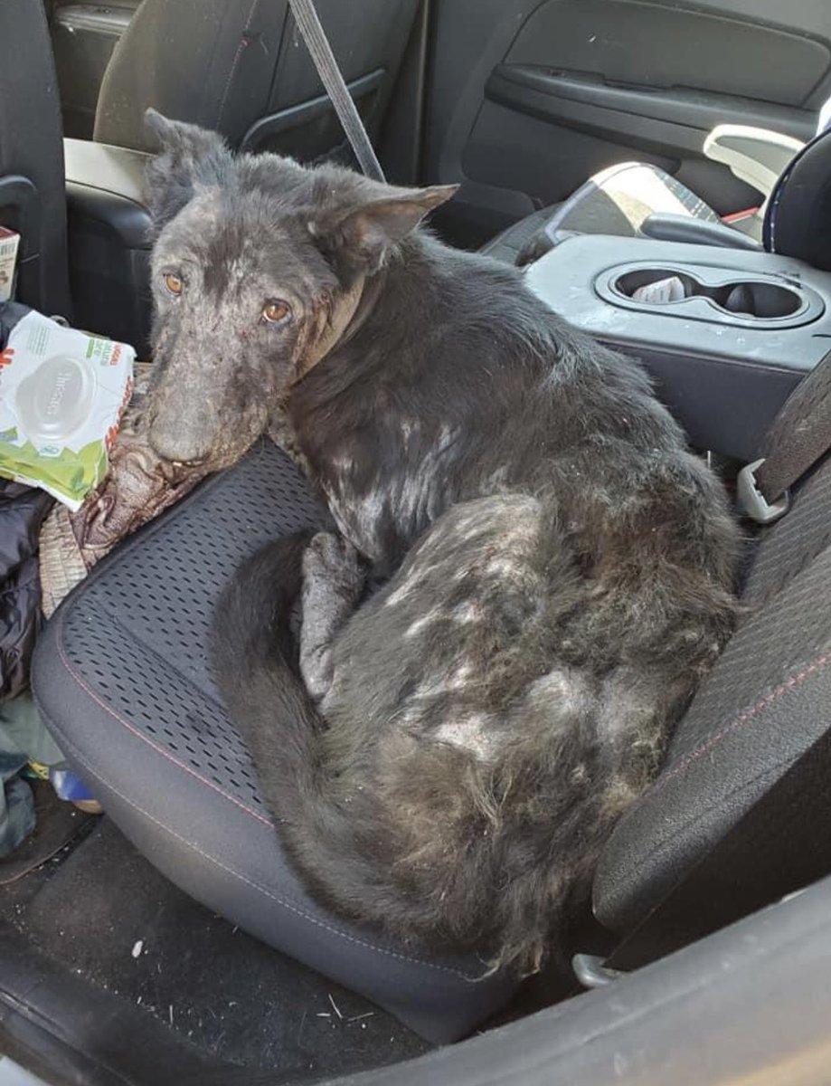 Susie Davis tweet media