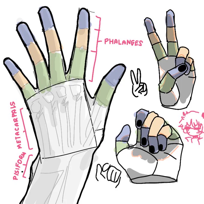 @NutsoBalanced @kinniiw I'm not the best at it and I probably would get some things wrong but! Studying hand anatomy would really help alot, esp even if its just about the phalanges.

Theres 3 parts of the finger (proximal phalange (green), medial phalange (yellow), and distal phalange (blue))

(1/?) 