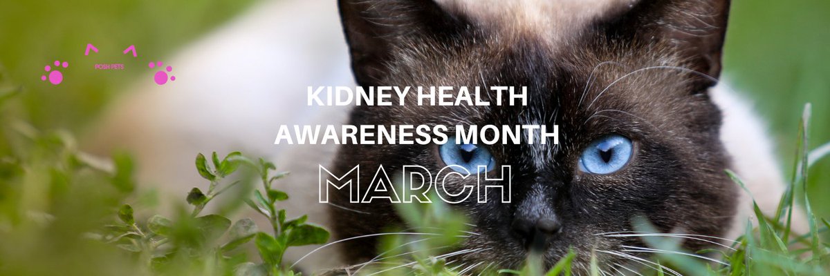 PoshPetsClub1's tweet photo. March is more than just about shamrocks and green beer - https://t.co/uDTzloiwMA

Read blog post for more info:
#kidneyhealthawarenessmonth #catkidneyhealth #dogkidneyhealth https://t.co/LMNStQLQCH