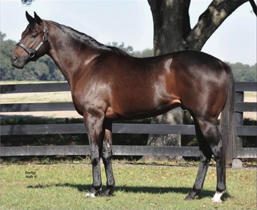 OfOakton's tweet photo. Young Brian by Hard Spun - Glacier Peak by Pulpit. Young Brian won his first start by 10 1/4 lengths. https://t.co/kTa1OKMSXh https://t.co/CDMF950TRI