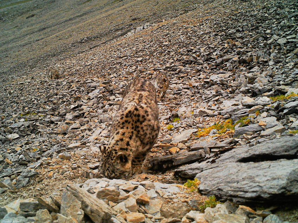It's not everyday that you see three snow leopards in one frame. Camera trapped from my recent work on Pallas's cat in Jigme Dorji National Park @UWICER