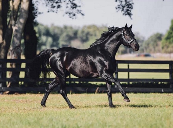 OfOakton's tweet photo. We would love for you to check out our great stallions on our website: https://t.co/kTa1OKMSXh  Stormborne Stallions specializes in Mare Prep, Foaling, Breeding, Weaning, and Sales Prep. We are located in beautiful Citra, Florida. https://t.co/ilY1kRJjXA