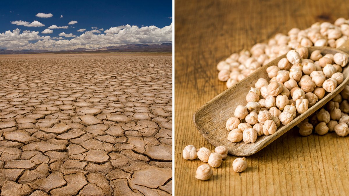 IOA_UWA's tweet image. .@IOA_UWA Director @KadambotS will present a webinar lecture on "Terminal #drought and phosphorus acquisition in #chickpea" this Thurs 11 March at the @BreedingIcar International Plant Physiology Virtual Symposium for #climatesmartagriculture @UWAresearch  sugarcane.icar.gov.in/images/sbi/ann…